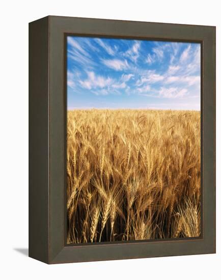 Wheat Field, Oregon, USA-Stuart Westmorland-Framed Premier Image Canvas