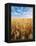 Wheat Field, Oregon, USA-Stuart Westmorland-Framed Premier Image Canvas