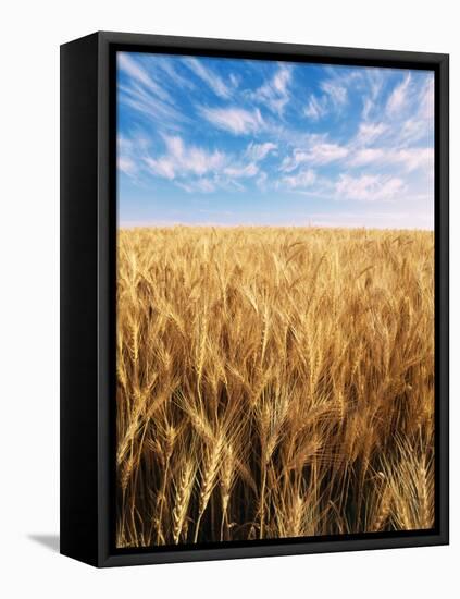 Wheat Field, Oregon, USA-Stuart Westmorland-Framed Premier Image Canvas