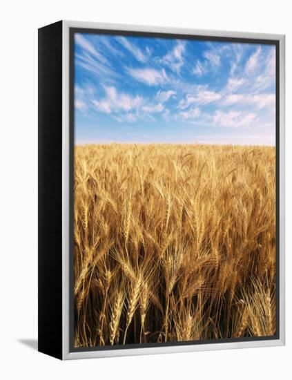 Wheat Field, Oregon, USA-Stuart Westmorland-Framed Premier Image Canvas