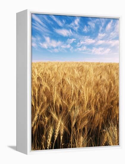 Wheat Field, Oregon, USA-Stuart Westmorland-Framed Premier Image Canvas