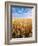 Wheat Field, Oregon, USA-Stuart Westmorland-Framed Photographic Print