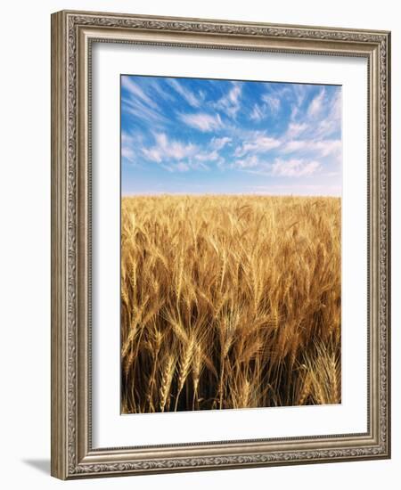 Wheat Field, Oregon, USA-Stuart Westmorland-Framed Photographic Print