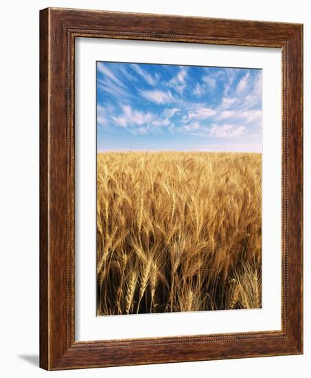 Wheat Field, Oregon, USA-Stuart Westmorland-Framed Photographic Print