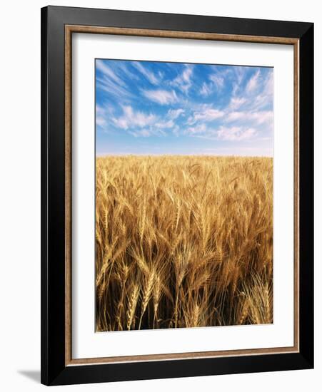 Wheat Field, Oregon, USA-Stuart Westmorland-Framed Photographic Print