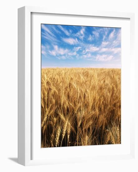 Wheat Field, Oregon, USA-Stuart Westmorland-Framed Photographic Print