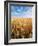 Wheat Field, Oregon, USA-Stuart Westmorland-Framed Photographic Print