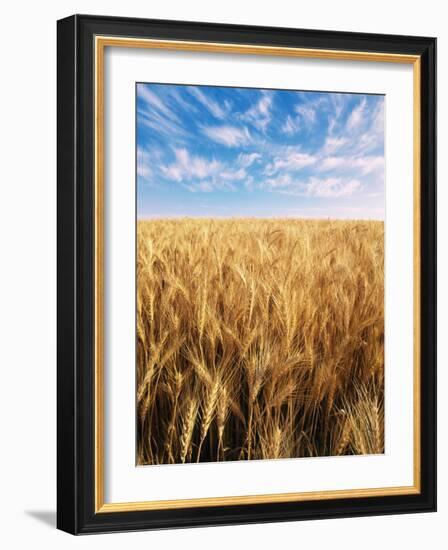 Wheat Field, Oregon, USA-Stuart Westmorland-Framed Photographic Print