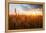 Wheat Field over Sunset-TTstudio-Framed Premier Image Canvas