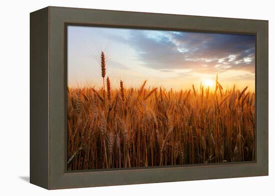 Wheat Field over Sunset-TTstudio-Framed Premier Image Canvas