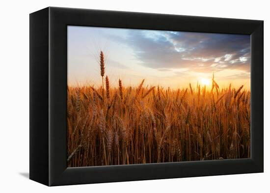 Wheat Field over Sunset-TTstudio-Framed Premier Image Canvas