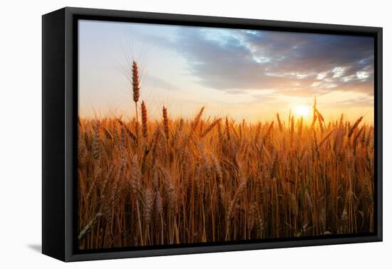 Wheat Field over Sunset-TTstudio-Framed Premier Image Canvas