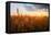 Wheat Field over Sunset-TTstudio-Framed Premier Image Canvas