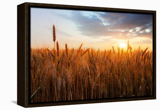 Wheat Field over Sunset-TTstudio-Framed Premier Image Canvas