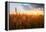 Wheat Field over Sunset-TTstudio-Framed Premier Image Canvas