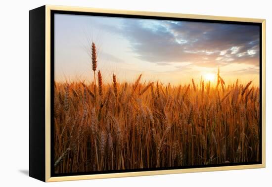 Wheat Field over Sunset-TTstudio-Framed Premier Image Canvas