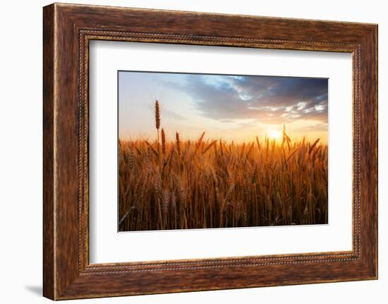 Wheat Field over Sunset-TTstudio-Framed Photographic Print