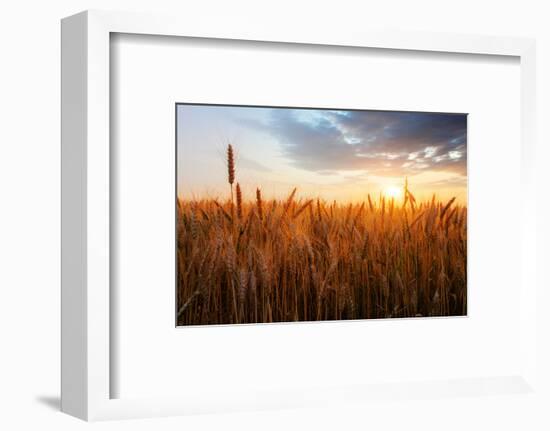 Wheat Field over Sunset-TTstudio-Framed Photographic Print