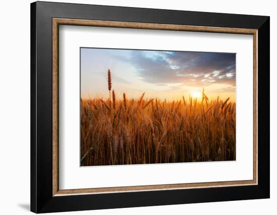 Wheat Field over Sunset-TTstudio-Framed Photographic Print
