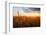 Wheat Field over Sunset-TTstudio-Framed Photographic Print