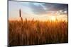 Wheat Field over Sunset-TTstudio-Mounted Photographic Print