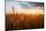 Wheat Field over Sunset-TTstudio-Mounted Photographic Print