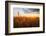 Wheat Field over Sunset-TTstudio-Framed Photographic Print