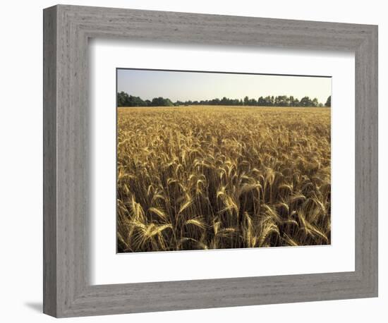 Wheat Field Ready for Harvesting, Louisville, Kentucky, USA-Adam Jones-Framed Photographic Print