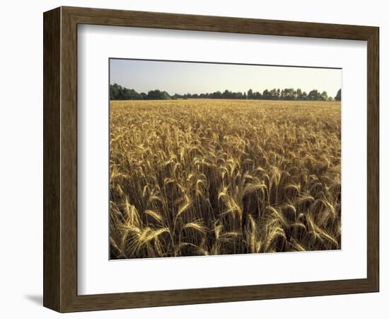 Wheat Field Ready for Harvesting, Louisville, Kentucky, USA-Adam Jones-Framed Photographic Print