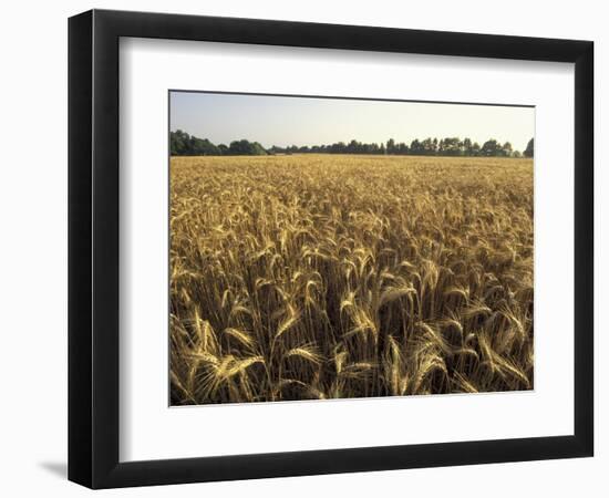 Wheat Field Ready for Harvesting, Louisville, Kentucky, USA-Adam Jones-Framed Photographic Print