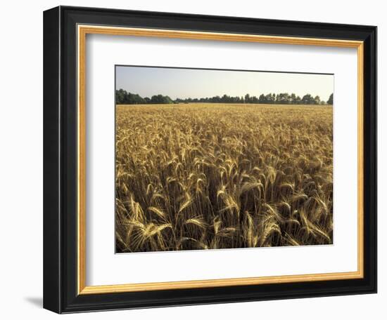 Wheat Field Ready for Harvesting, Louisville, Kentucky, USA-Adam Jones-Framed Photographic Print