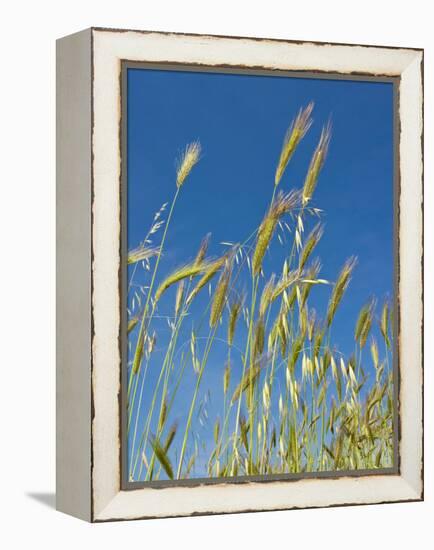 Wheat Field, Siena Province, Tuscany, Italy-Nico Tondini-Framed Premier Image Canvas