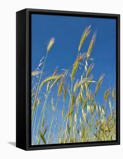 Wheat Field, Siena Province, Tuscany, Italy-Nico Tondini-Framed Premier Image Canvas