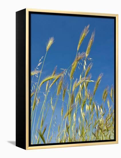 Wheat Field, Siena Province, Tuscany, Italy-Nico Tondini-Framed Premier Image Canvas