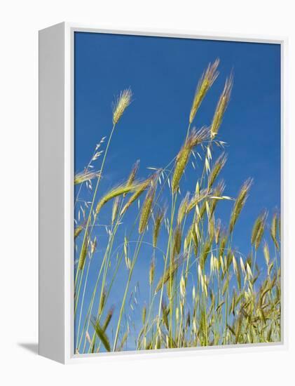 Wheat Field, Siena Province, Tuscany, Italy-Nico Tondini-Framed Premier Image Canvas