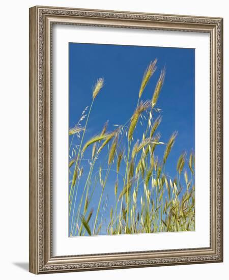 Wheat Field, Siena Province, Tuscany, Italy-Nico Tondini-Framed Photographic Print