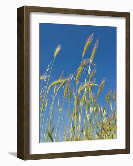 Wheat Field, Siena Province, Tuscany, Italy-Nico Tondini-Framed Photographic Print