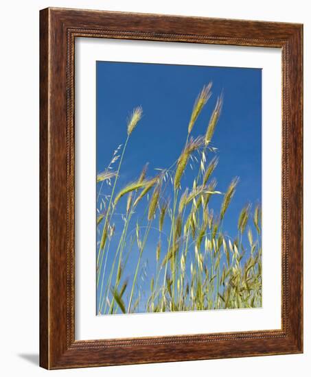 Wheat Field, Siena Province, Tuscany, Italy-Nico Tondini-Framed Photographic Print