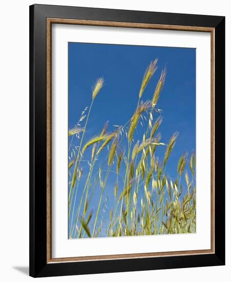 Wheat Field, Siena Province, Tuscany, Italy-Nico Tondini-Framed Photographic Print