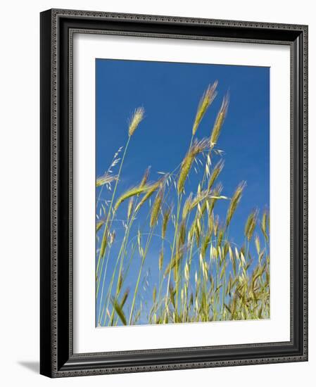 Wheat Field, Siena Province, Tuscany, Italy-Nico Tondini-Framed Photographic Print