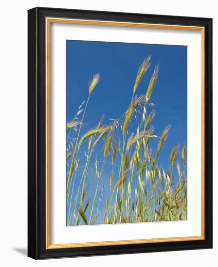 Wheat Field, Siena Province, Tuscany, Italy-Nico Tondini-Framed Photographic Print