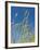 Wheat Field, Siena Province, Tuscany, Italy-Nico Tondini-Framed Photographic Print