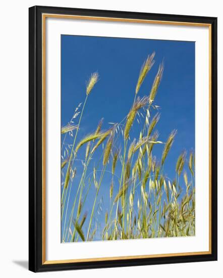 Wheat Field, Siena Province, Tuscany, Italy-Nico Tondini-Framed Photographic Print