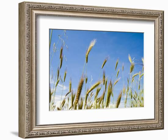 Wheat Field, Siena Province, Tuscany, Italy-Nico Tondini-Framed Photographic Print