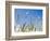 Wheat Field, Siena Province, Tuscany, Italy-Nico Tondini-Framed Photographic Print