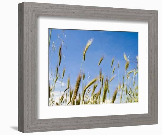 Wheat Field, Siena Province, Tuscany, Italy-Nico Tondini-Framed Photographic Print