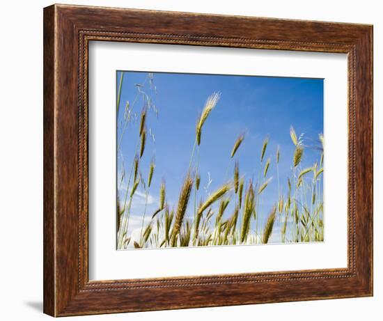 Wheat Field, Siena Province, Tuscany, Italy-Nico Tondini-Framed Photographic Print