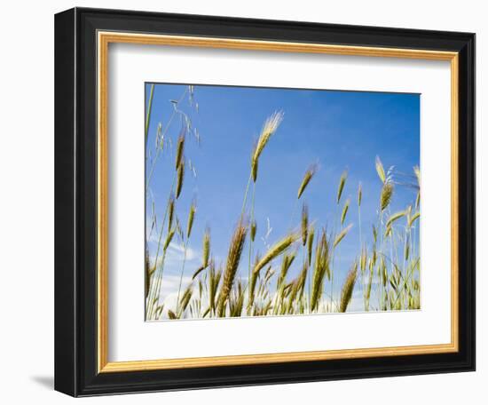 Wheat Field, Siena Province, Tuscany, Italy-Nico Tondini-Framed Photographic Print