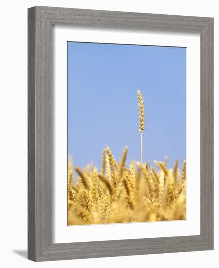 Wheat Field, Triticum Aestivum, Ears, Sky, Blue-Herbert Kehrer-Framed Photographic Print