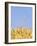 Wheat Field, Triticum Aestivum, Ears, Sky, Blue-Herbert Kehrer-Framed Photographic Print